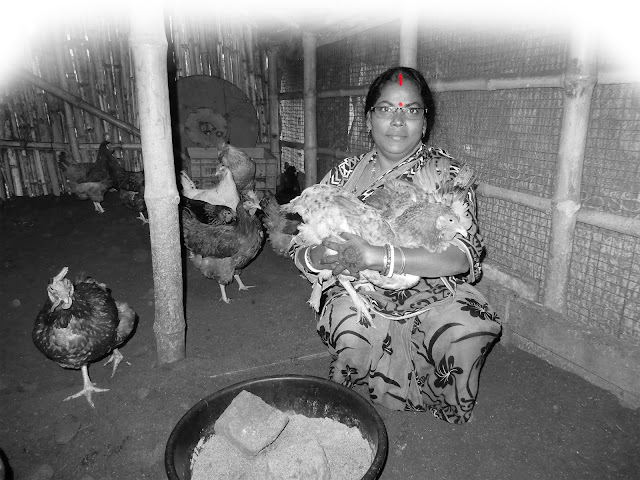 Women of Farrakka engaged in poultry farming